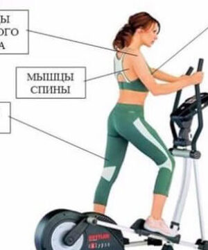 polza-ellipticheskogo-trenazhera-kakiye-gruppy-myshts-rabotayut